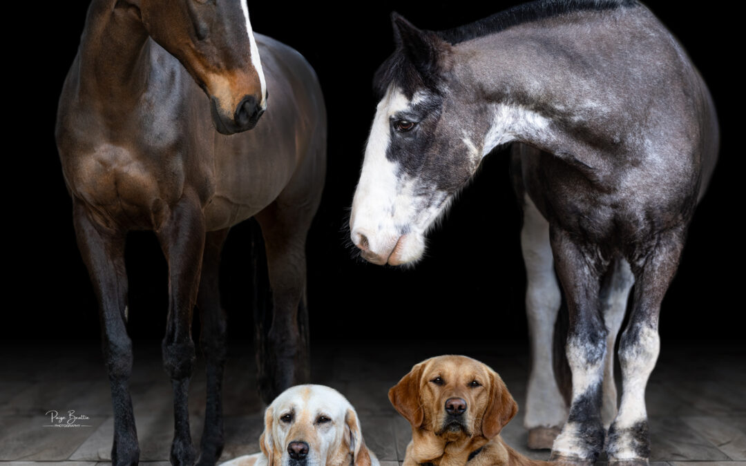 A Touch of Elegance: Fine Art Animal Portraits